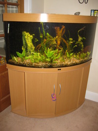 Juwel Trigon 350 in Beech with Fish, Accessories & Equipment