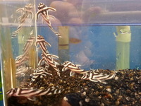 Ripples Waterlife, Shenstone. Plecs, Corys, and unusual species