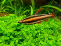 Ripples Waterlife, Shenstone. Plecs, Corys, and unusual species