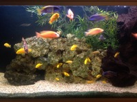 Adult Malawi and Aulonocara Cichlids for sale. Full tanks worth