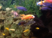 Adult Malawi and Aulonocara Cichlids for sale. Full tanks worth