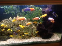 Adult Malawi and Aulonocara Cichlids for sale. Full tanks worth