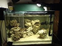 Marine Fish tank full set up.