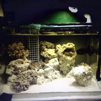 Marine Fish tank full set up.