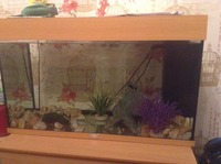 Full juwel rio 125 set up and fish