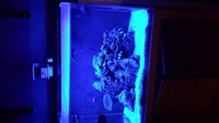 fluval m60 marine setup with livestock