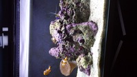 fluval m60 marine setup with livestock