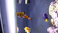 fluval m60 marine setup with livestock