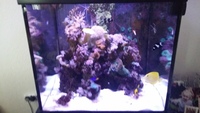 250 Litre Sumped Marine Fish Tank Complete with Stock £600.00 ONO