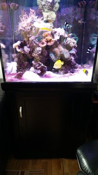 250 Litre Sumped Marine Fish Tank Complete with Stock £600.00 ONO