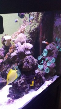 250 Litre Sumped Marine Fish Tank Complete with Stock £600.00 ONO