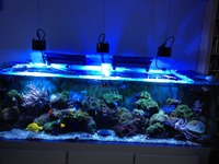 Breaking down tank - fish will be sold first