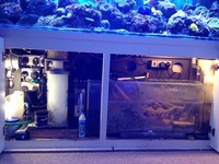 Breaking down tank - fish will be sold first