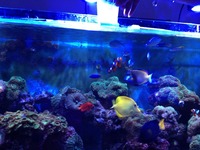 Breaking down tank - fish will be sold first