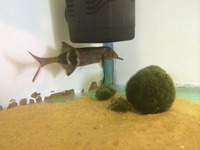 Tropical fish for sale