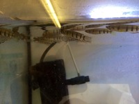Tropical fish for sale