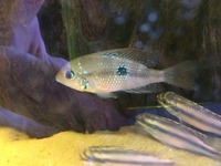 Tropical fish for sale