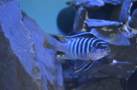 AQUA-SHACK::::High quality African rift lake cichlids