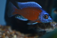AQUA-SHACK::::High quality African rift lake cichlids
