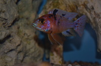AQUA-SHACK::::High quality African rift lake cichlids
