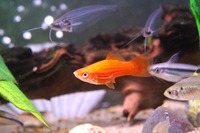 Tropical fish tanks Maintenance & Installation services.