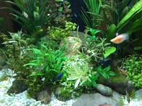 Tropical fish tanks Maintenance & Installation services.
