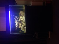 Tropical fish tank 140L and external filter malawi cichlid mbuna ocean rock