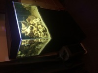 Tropical fish tank 140L and external filter malawi cichlid mbuna ocean rock