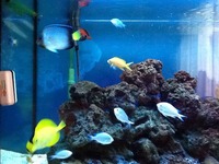 Marine fish in marine tank for sale
