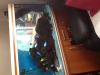 Marine fish in marine tank for sale