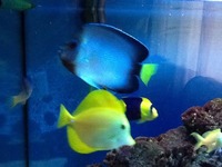 Marine fish in marine tank for sale