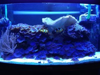 Fiji live rock covered in purple mushroom coral & large leather toadstool for sale