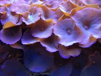 Fiji live rock covered in purple mushroom coral & large leather toadstool for sale