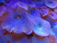 Fiji live rock covered in purple mushroom coral & large leather toadstool for sale