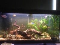 Fluval 200 and Tropical Fish looking for a new home asap