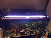 Fluval 200 and Tropical Fish looking for a new home asap