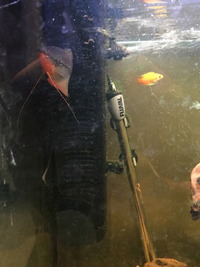 Fluval 200 and Tropical Fish looking for a new home asap