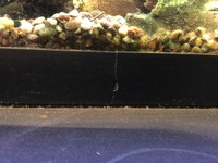 Fluval 200 and Tropical Fish looking for a new home asap