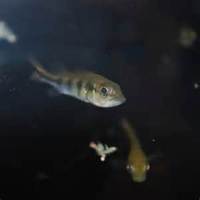 coming in this week in Oxfordshire Yarnton, including Peacock bass 2 for £20