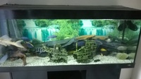 juwel rio 400 large fish tank malawi breeding setup