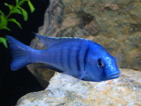 juwel rio 400 large fish tank malawi breeding setup
