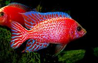 juwel rio 400 large fish tank malawi breeding setup