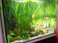 Fluval Profile 850 stunning aquarium with Matt black base unit and many accessories