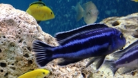 Malawi Cichlids Scotland