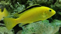 Malawi Cichlids Scotland