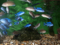 Rift Lake Cichlids in Bristol - Parkers Aquatics Stocklist 20th September