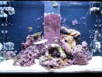 Aqua one AquaReef 300 Litre marine aquarium full setup £800