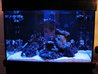 Aqua one AquaReef 300 Litre marine aquarium full setup £800