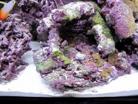 Aqua one AquaReef 300 Litre marine aquarium full setup £800