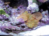 Aqua one AquaReef 300 Litre marine aquarium full setup £800